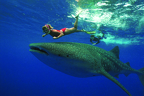 mexico girl and shark