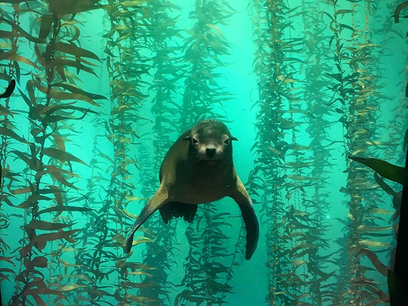 VR seal at Ocean Odyssey