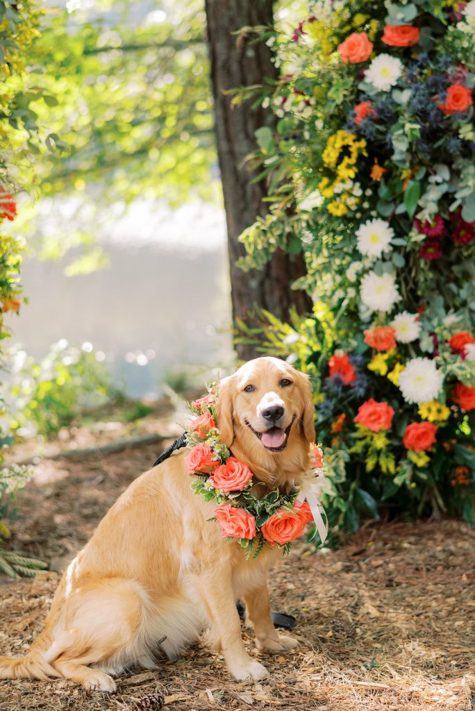 dog in wedding