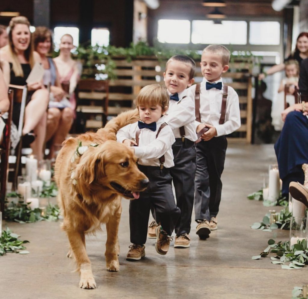 ring bearer and ring dog