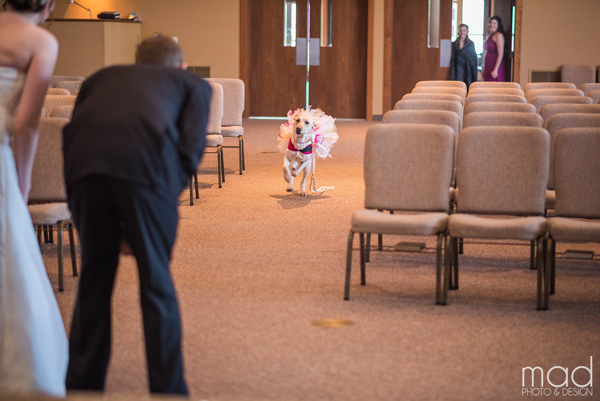 service dog with bride