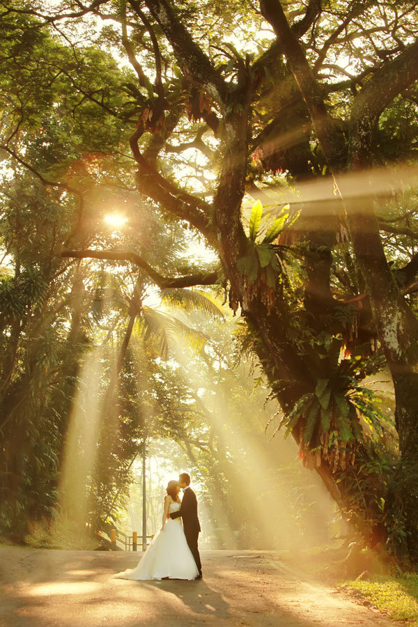 sunlight peeking through the trees