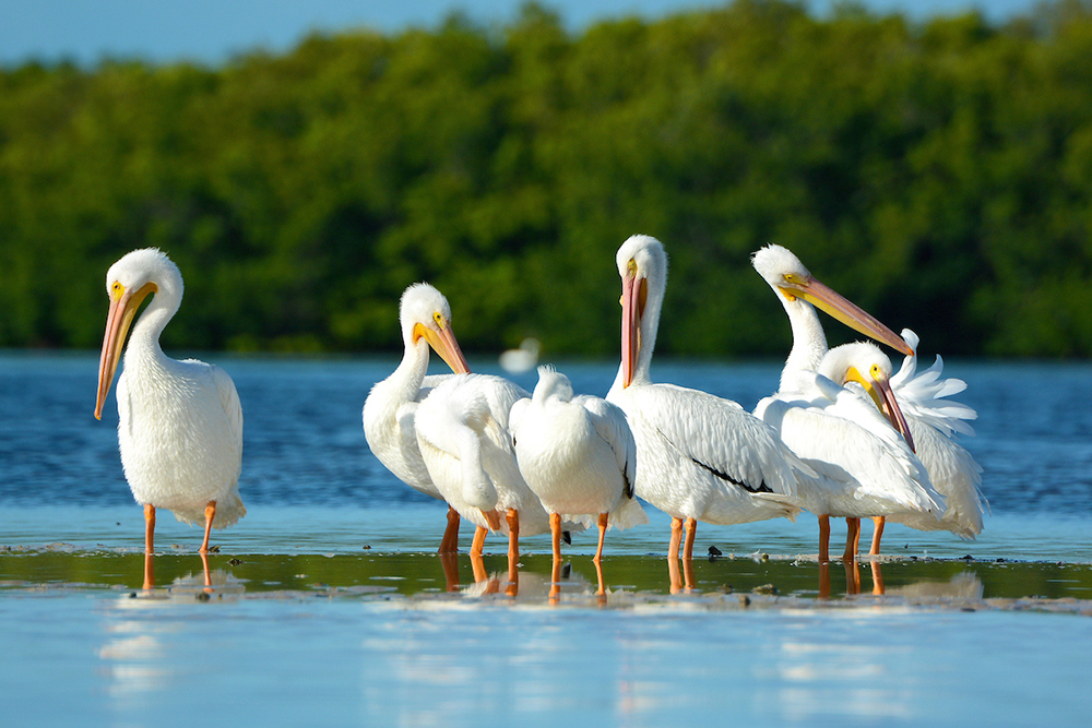 bird watching fort myers florida