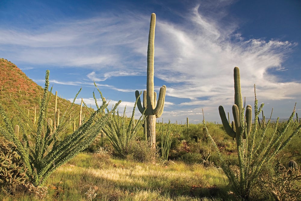 tucson arizona