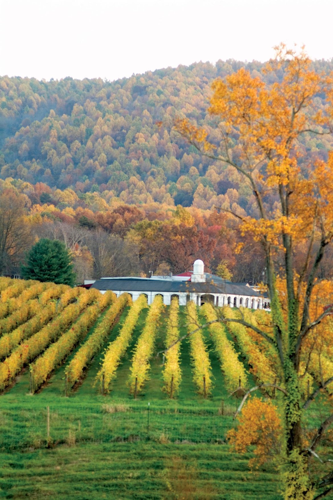 barboursville vineyards