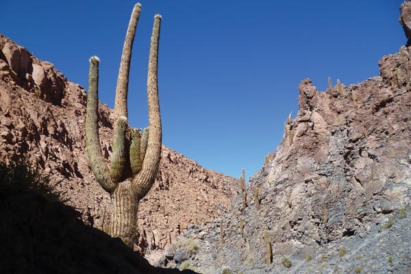 desert in chile