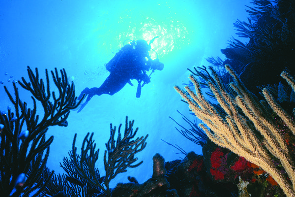 underwater snorkeling in puerto rico