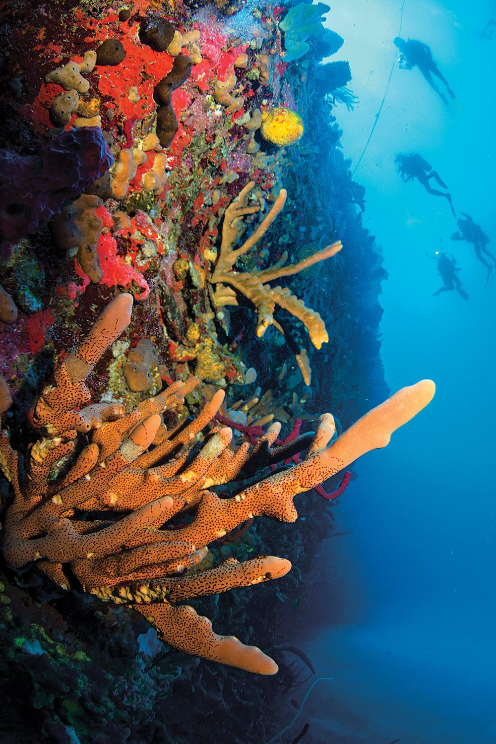 snorkeling in saba