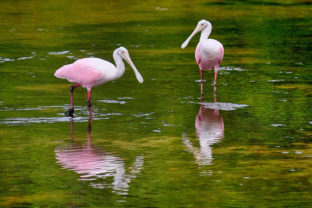 roseate spoonbills