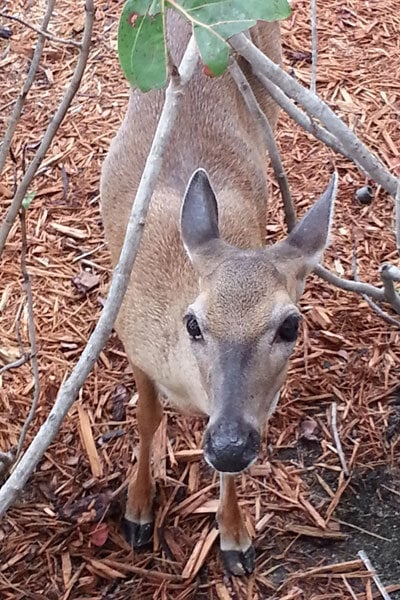 deer on palm island 