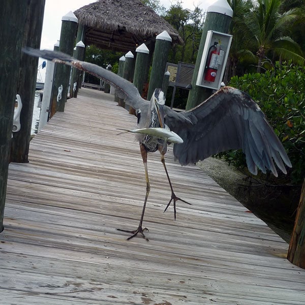 stork eating fish