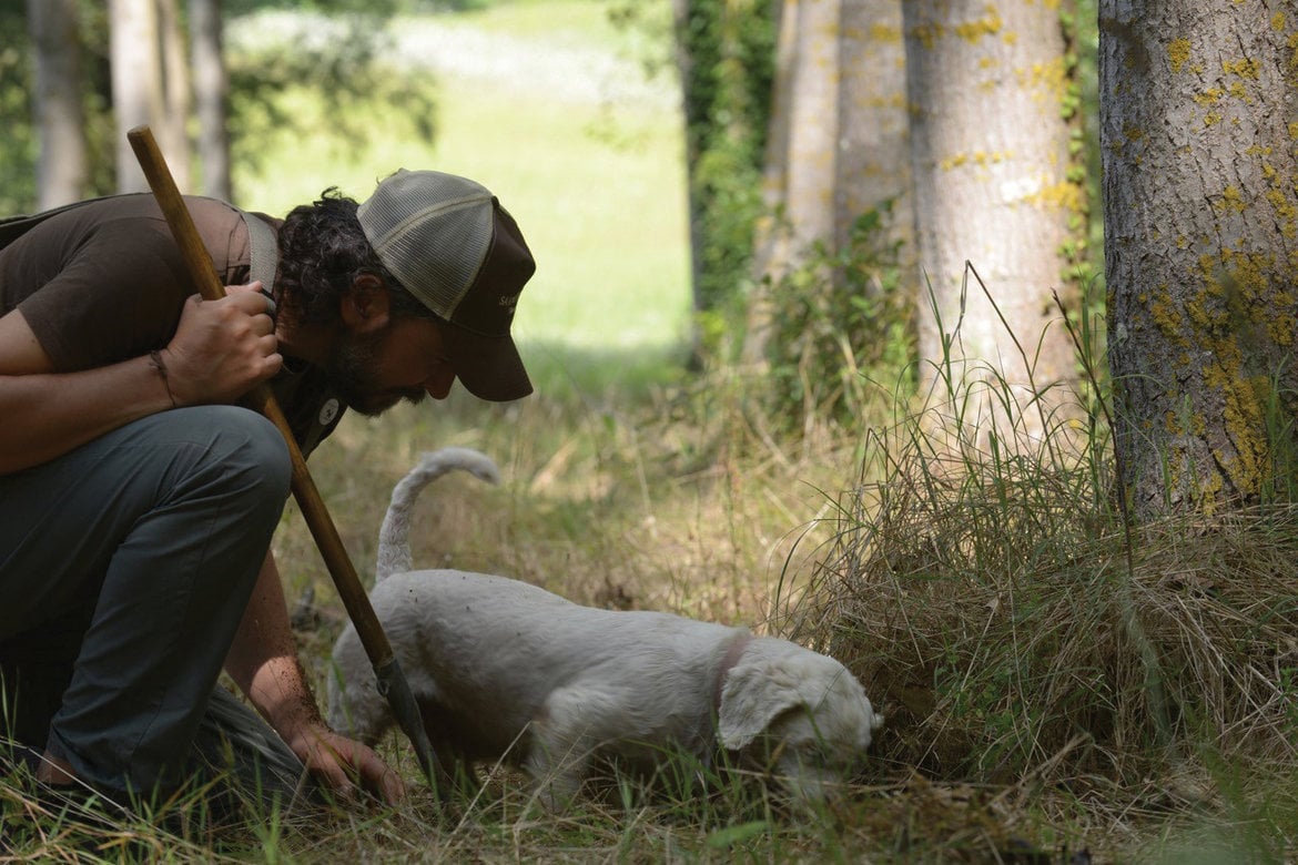 truffle hunt