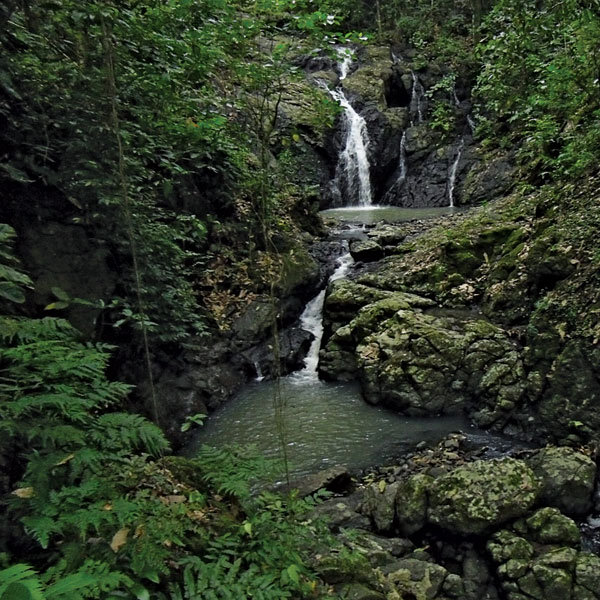 waterfall forest