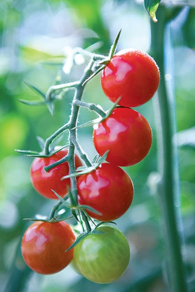 tomatoes