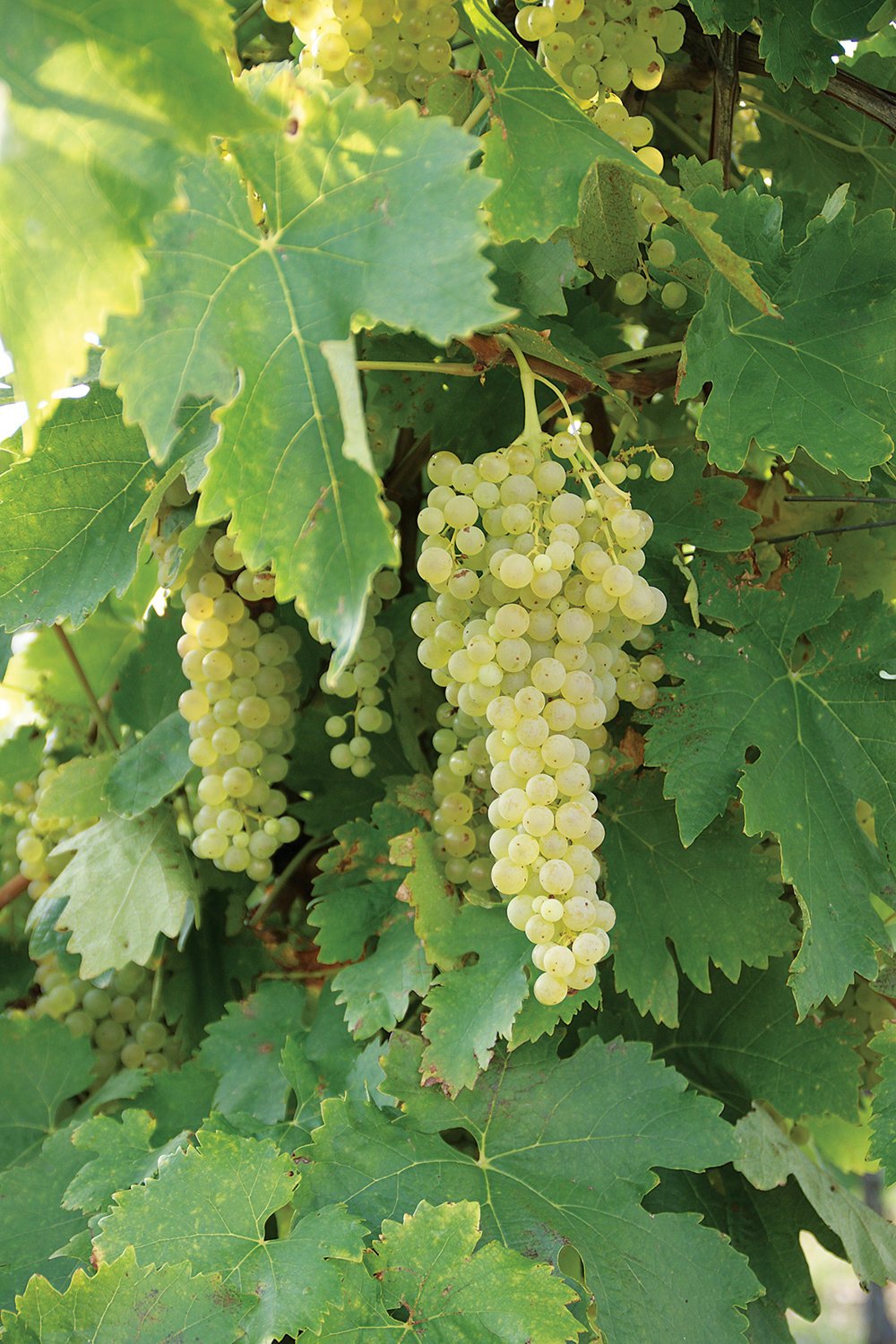 cognac grapes