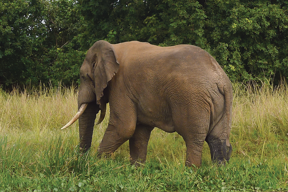 elephant safari