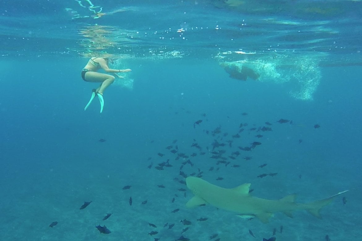 shark encounter bora bora