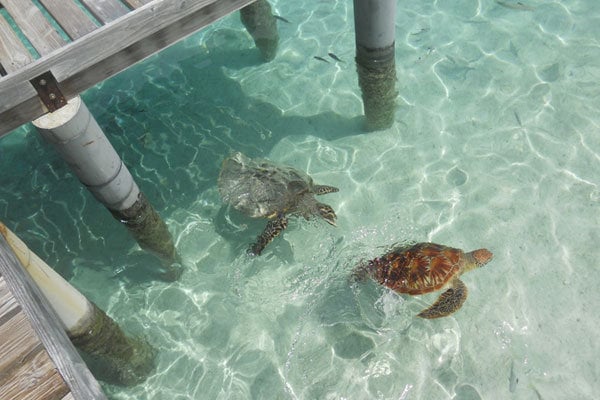 hilton bora bora nui resort bora bora