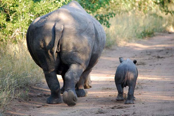 thornybush private game reserve south africa