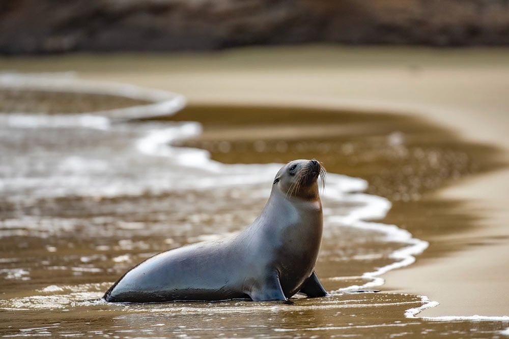 galapagos islands