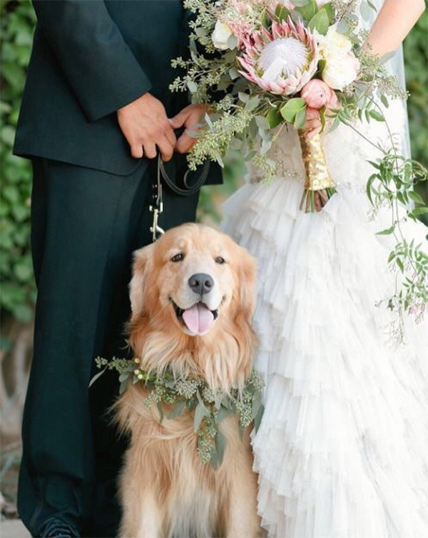 dog with floral wreath