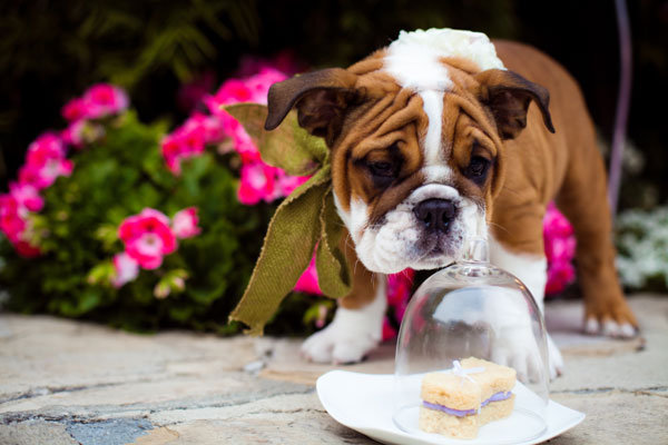 dog in wedding