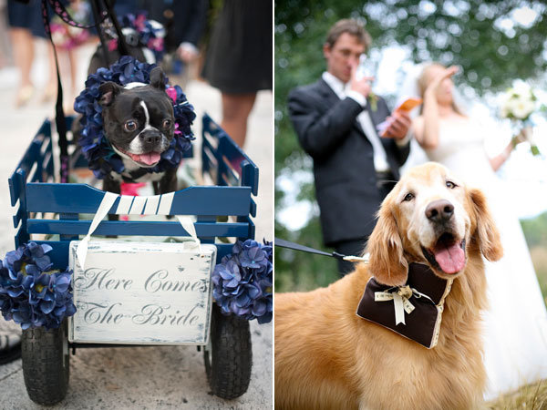 dog in wedding