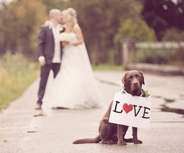 dog in wedding