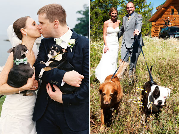 dog in wedding