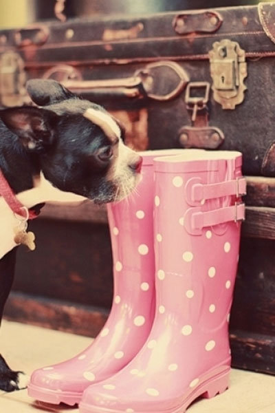 polka dot rain boots