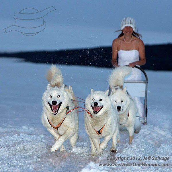 dog sledding iceland