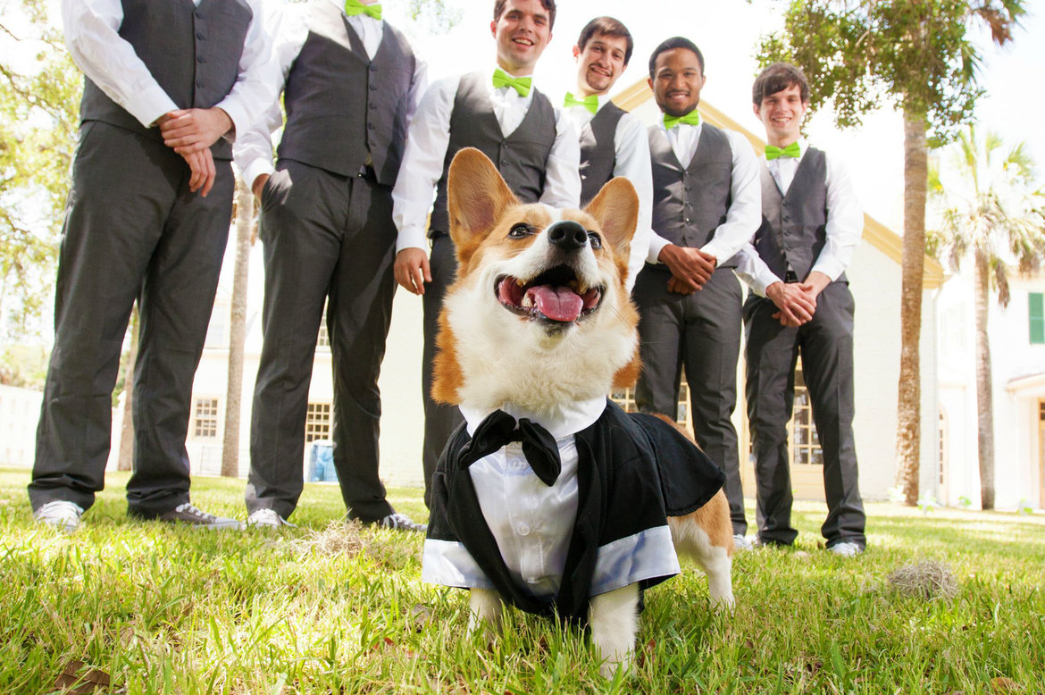 corgi wedding