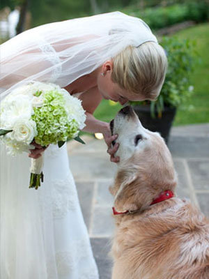 bride with her golden retriever 