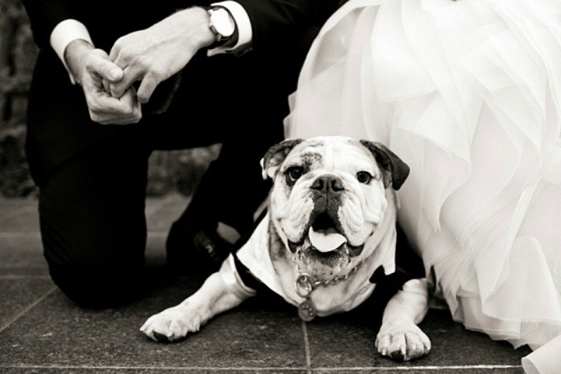 dog in wedding