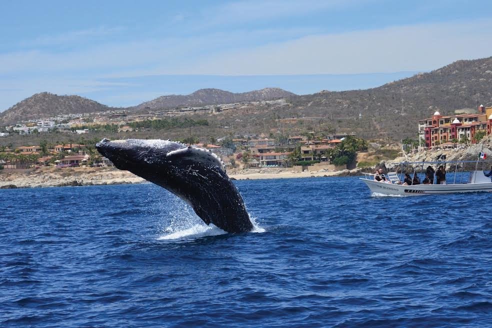 whale watching