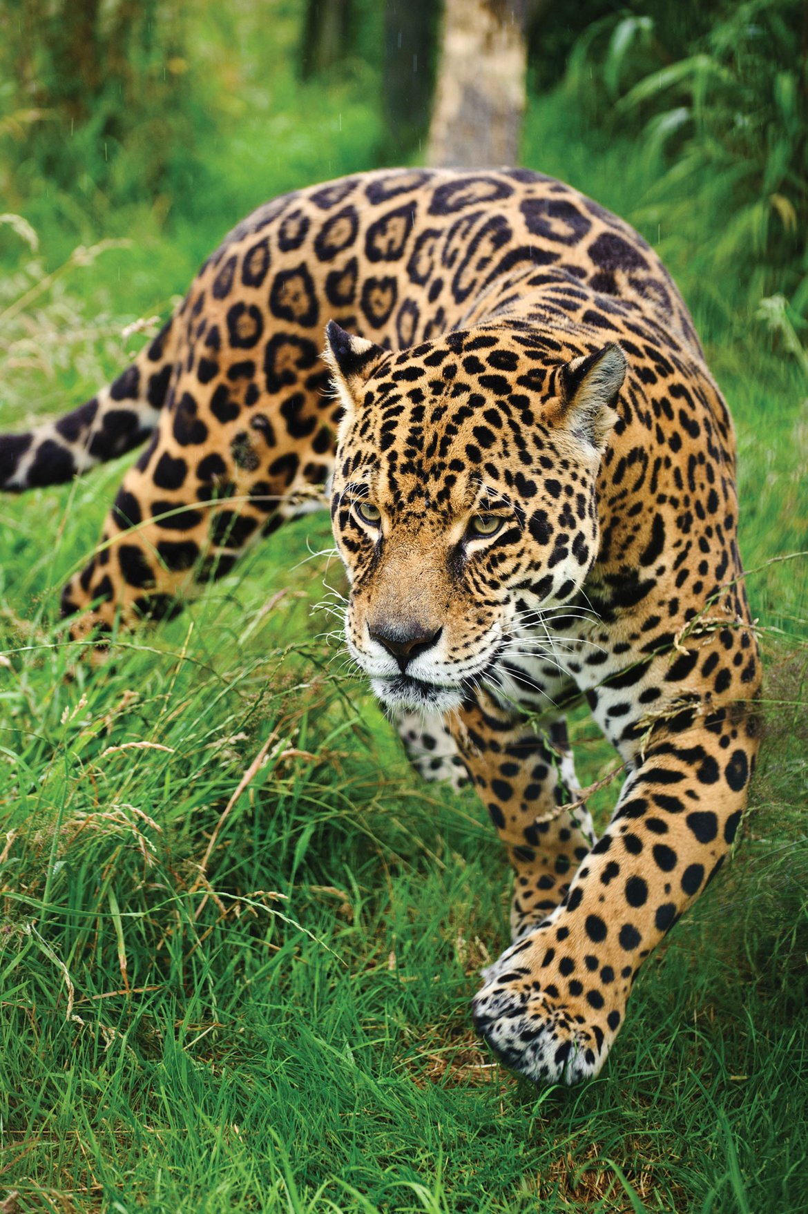 jaguar